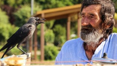 74 yaşındaki çaycı Mehmet Çevik karga ile çay servisi yapıyor!