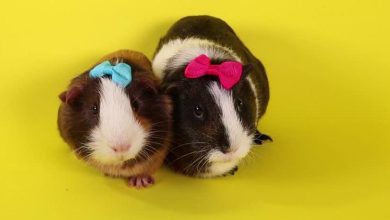 Guinea Pig  bakımı nasıl olur Nasıl eğitilir?